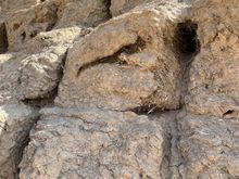 Ancient straw in ancient brick!