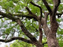 Like the lines of this old Edo Castle tree
