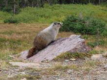 Marmot friend 