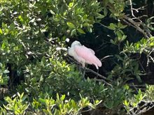 Roseate Spoonbill