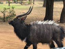 What is this on the grounds of our safari camp?