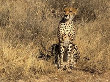 Percy, it was the Cheetah I had never seen before 