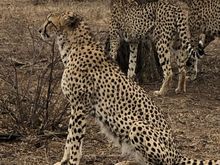 We walked close to the cheetahs