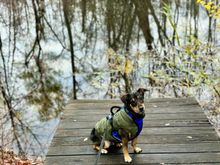 Kenny off on a long walk. 