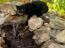 A photo for Barb. See, I don't hate cats. Just don't trust them.