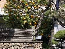 Yuzu tree in Yanaka yard