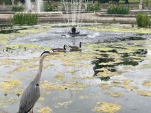 I was so focussed on the two geese, I almost missed this heron!