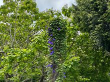 Morning glories!!   Along with tulips, these are my favorite flowers and I try so hard to grow them, with no success, even though many people see them as weeds.