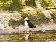Puffin