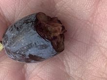 The olives are too bitter to eat