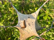 A nest of army worms close to hatching. They are voracious!!!