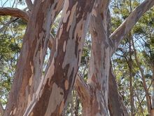 I love the bark on these gums 