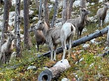 Girls night out, mountain sheep style.