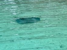 I snorkeled with 10 sting rays and 25 black tipped sharks 