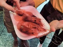 Red prawns, enjoyed raw right from the shell