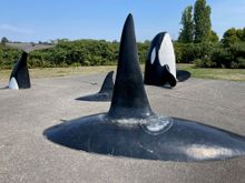 Orcas in the Park at the Marina!