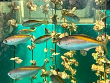 With crappy weather, we visited an aquarium on the island which was quite good.