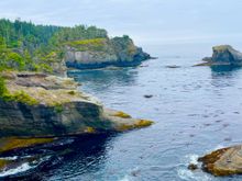 There was an otter in this bay and it was on it's back most of time and it was being chased by seagulls trying to pick up and oysters or clams the otter dropped.
