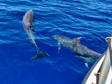 Bottlenose dolphins 