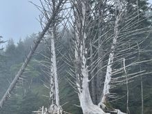 Man made on the left, nature made on the right