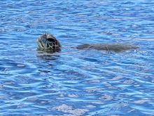 Endangered Green Sea Turtle 