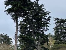 A group of great trees in the campground
