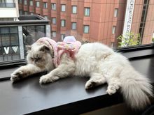 You can see our hotel from the window of the cat cafe (the red brick bldg)