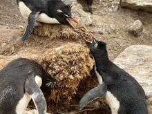 Rockhopper penguins disagreeing about something!