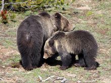 For Zig. Nate took these photos in Yellowstone a few years  ago. I’ve never seen a grizzly there. He also saw a wolf pack. 