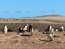 A colony of Gentoo penguins for as far as the eye can see.