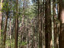Hiking the Nakasendo Way