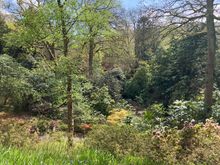 Walking in the woodland area