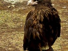 Striated Caracara