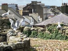 Beaumaris castle - walls with city in background and gulls