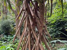 And interesting tree!