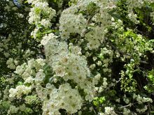 Pretty white flowers along the trail