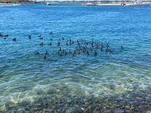 Flotilla of ducks in the Broadwater 