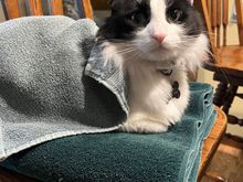 Helping fold towels while mom plays Words With Friends with a Fodorite in New Zealand 🎂 