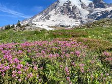 Lots of wildflowers, but I was told it's nowhere near peak 