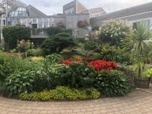 More beautiful flowers!