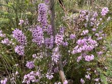 Spring native flowers 