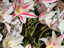 Descanso Garden - Tulip Garden