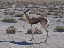 Favourite prey of the cheetahs