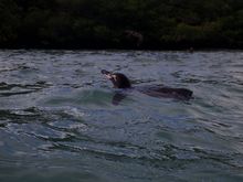 Snorkling companion Tintoreras