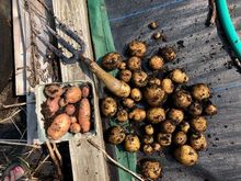 Russet in the container and Yukon Gold on the right