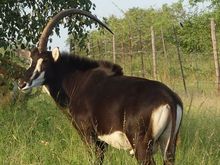 A sable antelope with one horn.