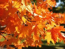May  your day be as bright as these leaves.  Have a happy memory filled day.
