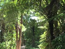 Love the archway/bushwalk