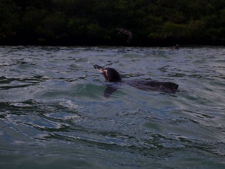 Snorkling companion Tintoreras