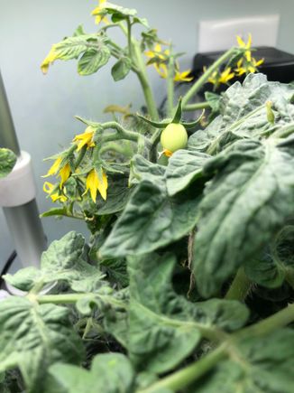 My first tiny tomato!  As of this morning I now have about twelve new ones.